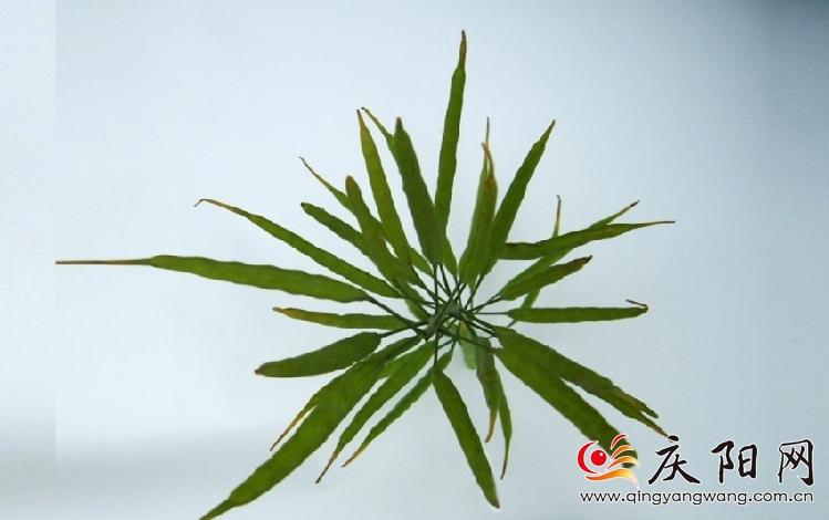羅盤(pán)育種的冬油1號(hào)