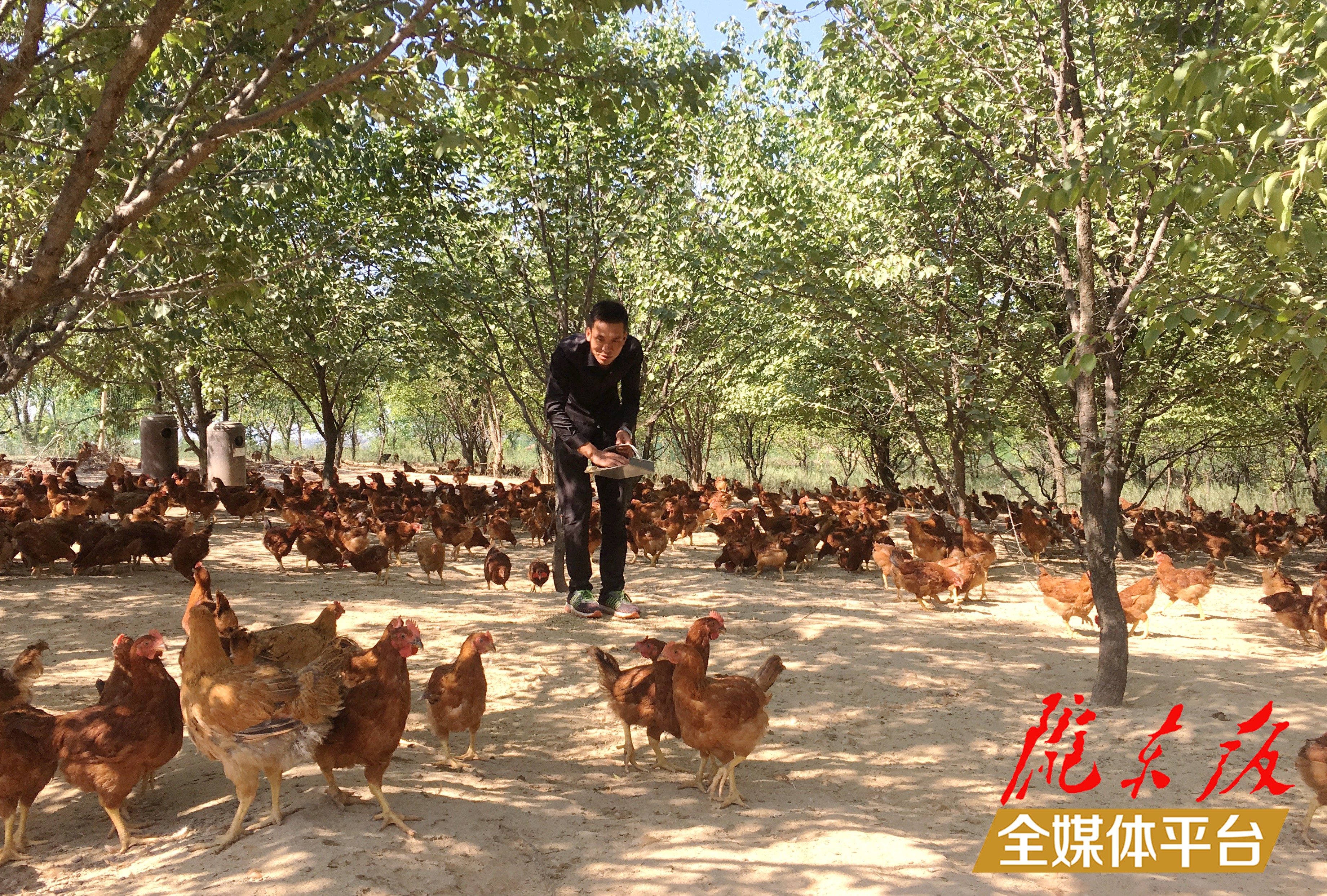 林下生態(tài)雞養(yǎng)殖。 盤小美 攝