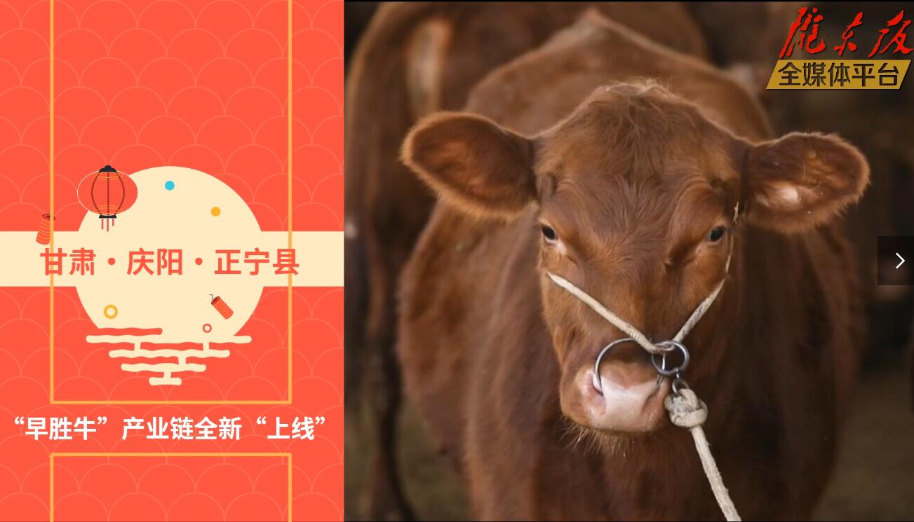 【慶陽視頻】目標(biāo)20萬頭！正寧縣打造西北肉牛養(yǎng)殖大縣