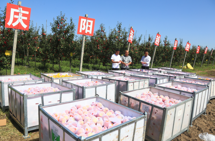 9月20日，慶陽海越農(nóng)業(yè)發(fā)展有限公司早勝基地蘋果喜獲豐收，吸引了外地客商前來采購。圖為客商正在查看果品。特約攝影 李建琪 攝