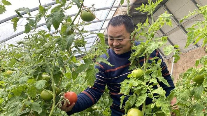 【新春走基層】“蔬菜大王”石小華的致富經