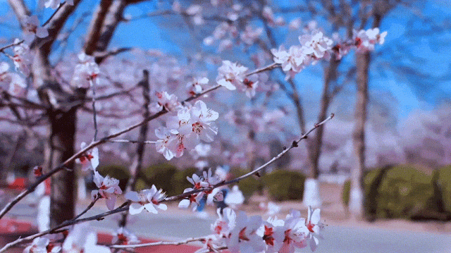 慶陽的春日，舉目晴明，一路春暖花開