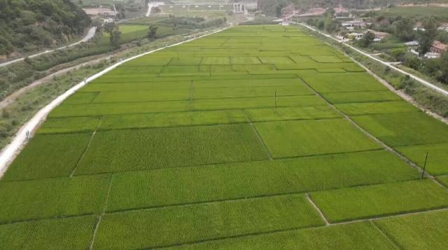 合水縣太白鎮(zhèn)：水稻育秧備耕忙 搶抓農(nóng)時(shí)繪“豐”景