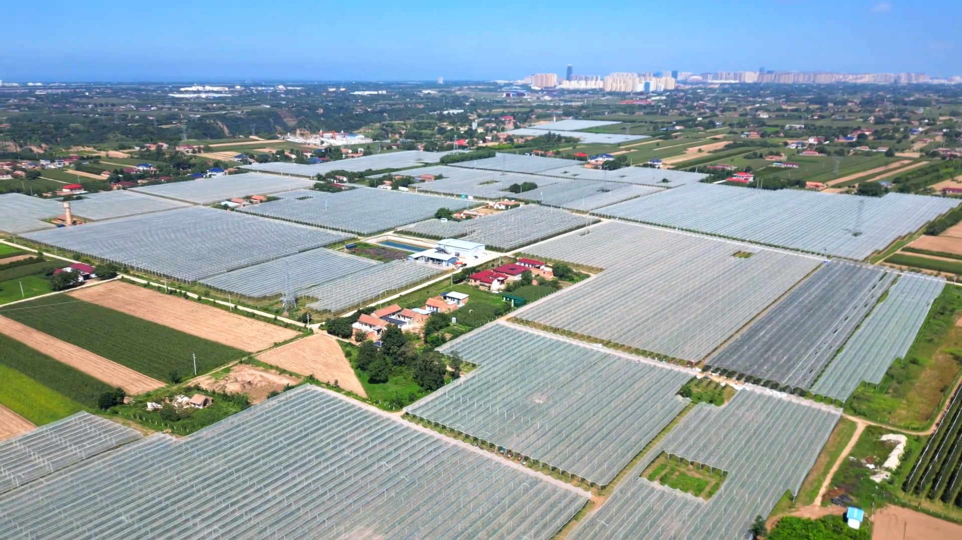 甘肅慶陽中熟蘋果走俏中秋市場 你的果盤里有它嗎？