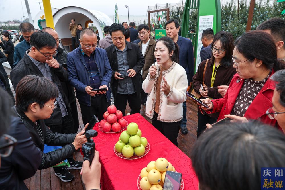 【攝影報(bào)道】?jī)砂俟踢M(jìn)慶陽(yáng)和全國(guó)“三瑞”新品種蘋(píng)果研討交流觀摩活動(dòng)舉行