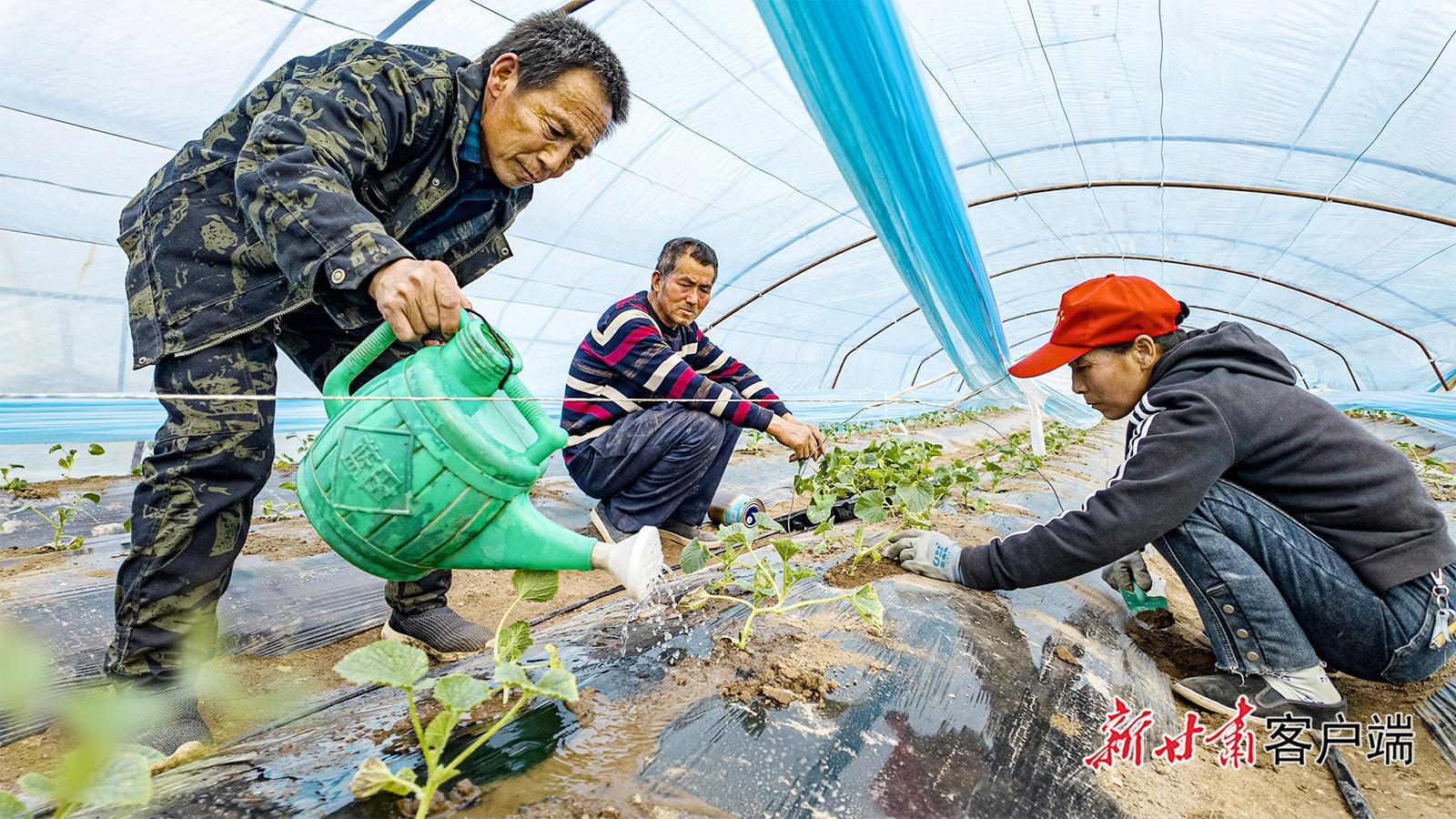 慶城驛馬鎮(zhèn)：甜瓜移栽正當(dāng)時(shí)