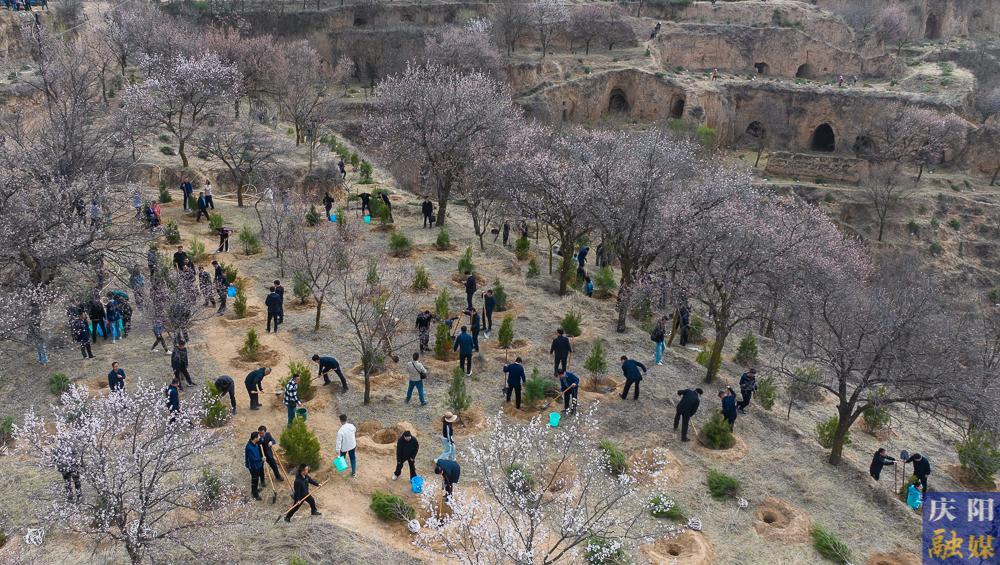 【攝影報道】再植新綠！慶陽市開展2025年義務(wù)植樹活動