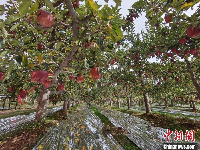 花牛蘋果故鄉(xiāng)讓天水花?！案！?>

                        <div   id=