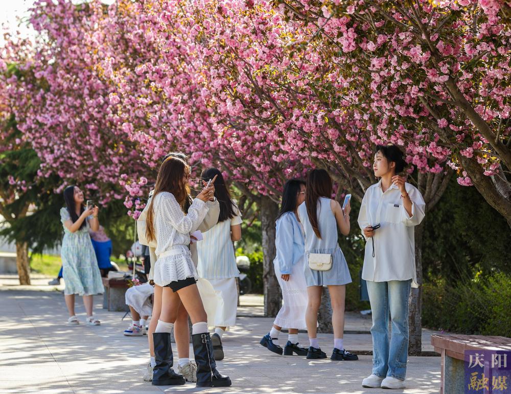 【攝影報道】 春日西峰，櫻花如詩，市民共赴浪漫花事